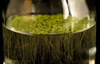 El Centro Nacional de Biotecnología estudia una lenteja acuática capaz de degradar el arsénico del medio ambiente