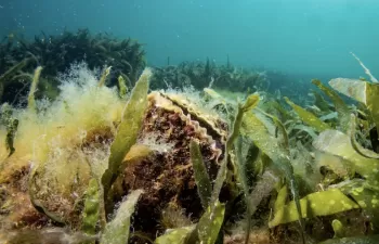 Ostras para mejorar la calidad del agua del Mar Menor